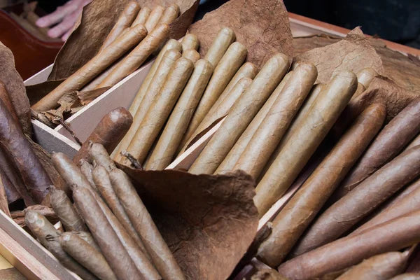 A História dos Charutos na Nicarágua
